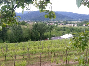 Life on a vineyard; serene and beautiful!